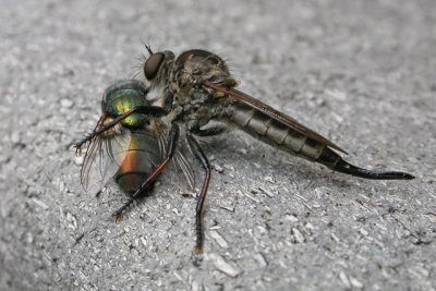 Robber Fly with Green Bottle Fly