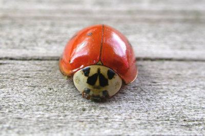 Another Lady Bug