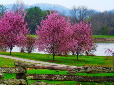 March in Kentucky 48.jpg