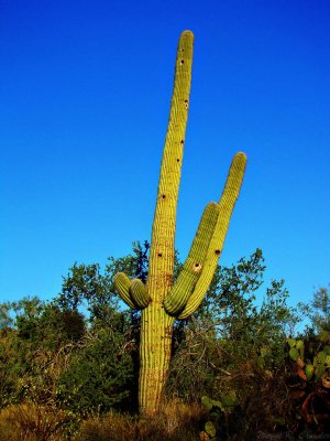 Holey Cactus.jpg