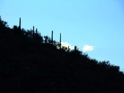 Saguaro National Park 9-10 46.jpg