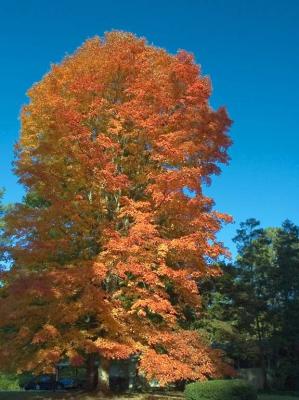 Fall Tree 11-05