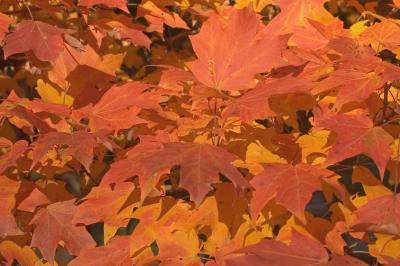 Leaves 11-05