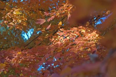 Fall Tree 11-05