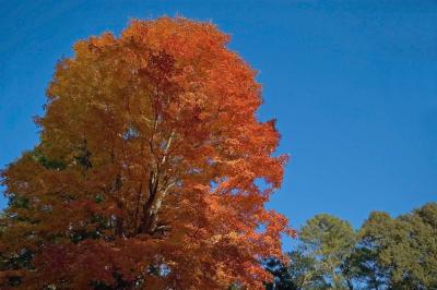 Fall Tree 11-05