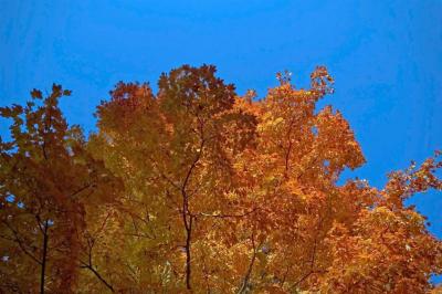 Fall Tree 11-05