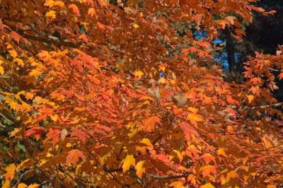 Fall Tree 11-05