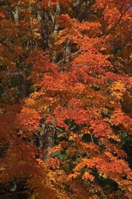 Fall Tree 11-05