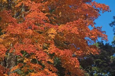 Fall Tree 11-05