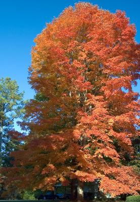 Fall Colors