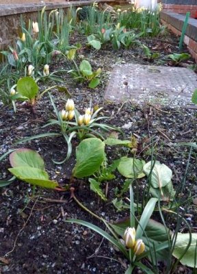 Lorna's bulbs are flowering:-) Must do something about the grate!