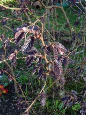 Red hazel from Battersby