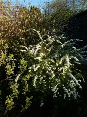 Spirea and variegated cornus