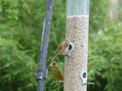 Linnet and greenfinch