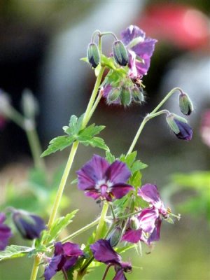 Geranium pratense