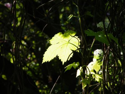 Light through leaf - 2