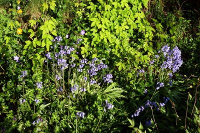 Bluebell identification - UK native on the left, Spanish on the right - I think!