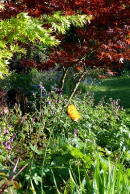 Papaver orientalis with acer backdrop