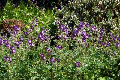 Geranium pratense