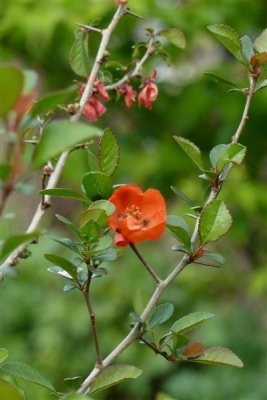 Chaenomeles Japonica - Ornamental Japanese Quince