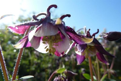 Aquilegia 'Magpie'