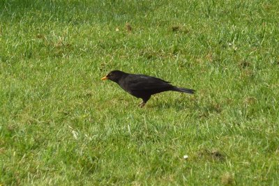 Scottish blackbird
