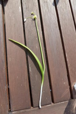 ID - white garlic scented plant