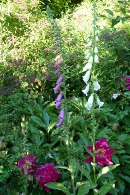 Foxgloves and peonies