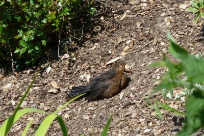 Basking baby blackbird