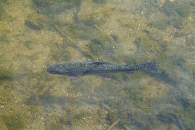 Fish in River Wye, Bakewell