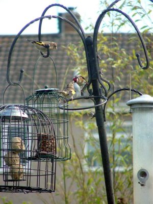 Feeding time for baby goldfinch