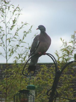 Majestic looking wood pigeon