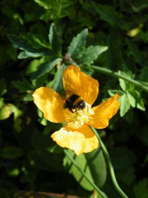 Welsh poppy