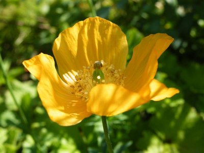 Welsh poppy