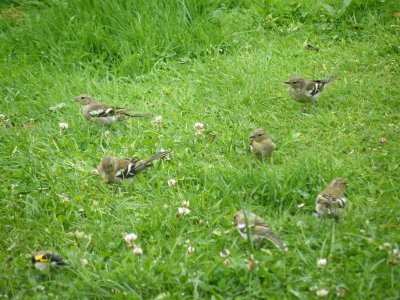 Chiefly chaffinches