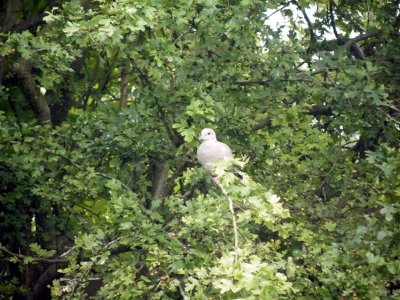 Collared dove watching me