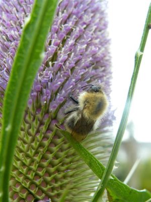 Teasel and bee