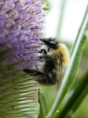 Bee and teasel