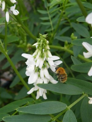 Bee on goats rue