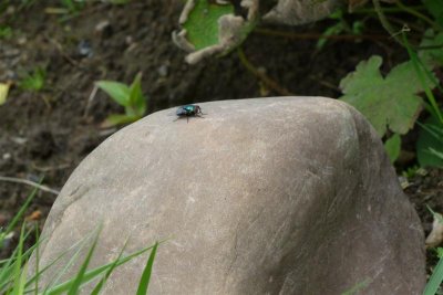 Basking fly