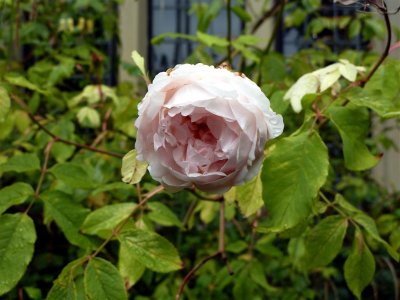 Castle Gardens, Bakewell