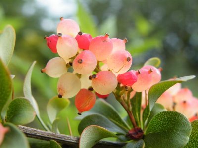 Berberis berries