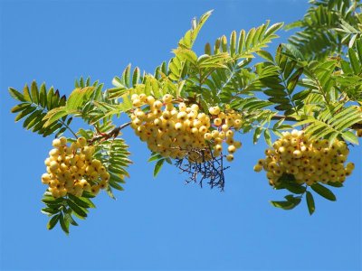 Sorbus at Hoyle Court