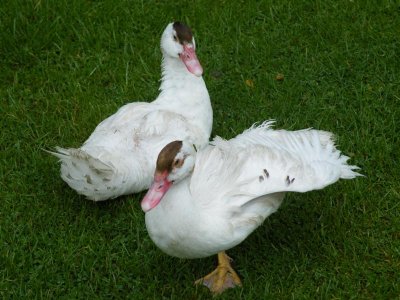 Ducks at Caudwell's Mill, Rowsley