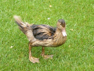 Duck at Caudwell's Mill, Rowsley