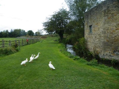 Ducks at Caudwell's Mill, Rowsley
