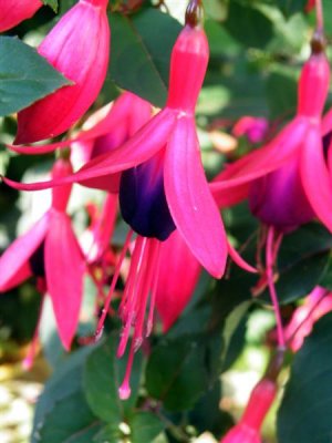 Fuschias