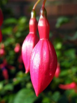 Fuschia buds