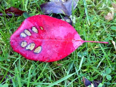 Cotinus leaf