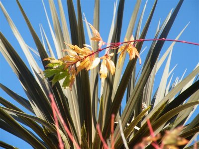 Acer and cordyline